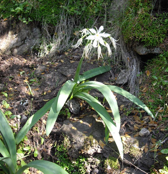 Pancratium illyricum en fleurs sur les falaises côtières de Corse